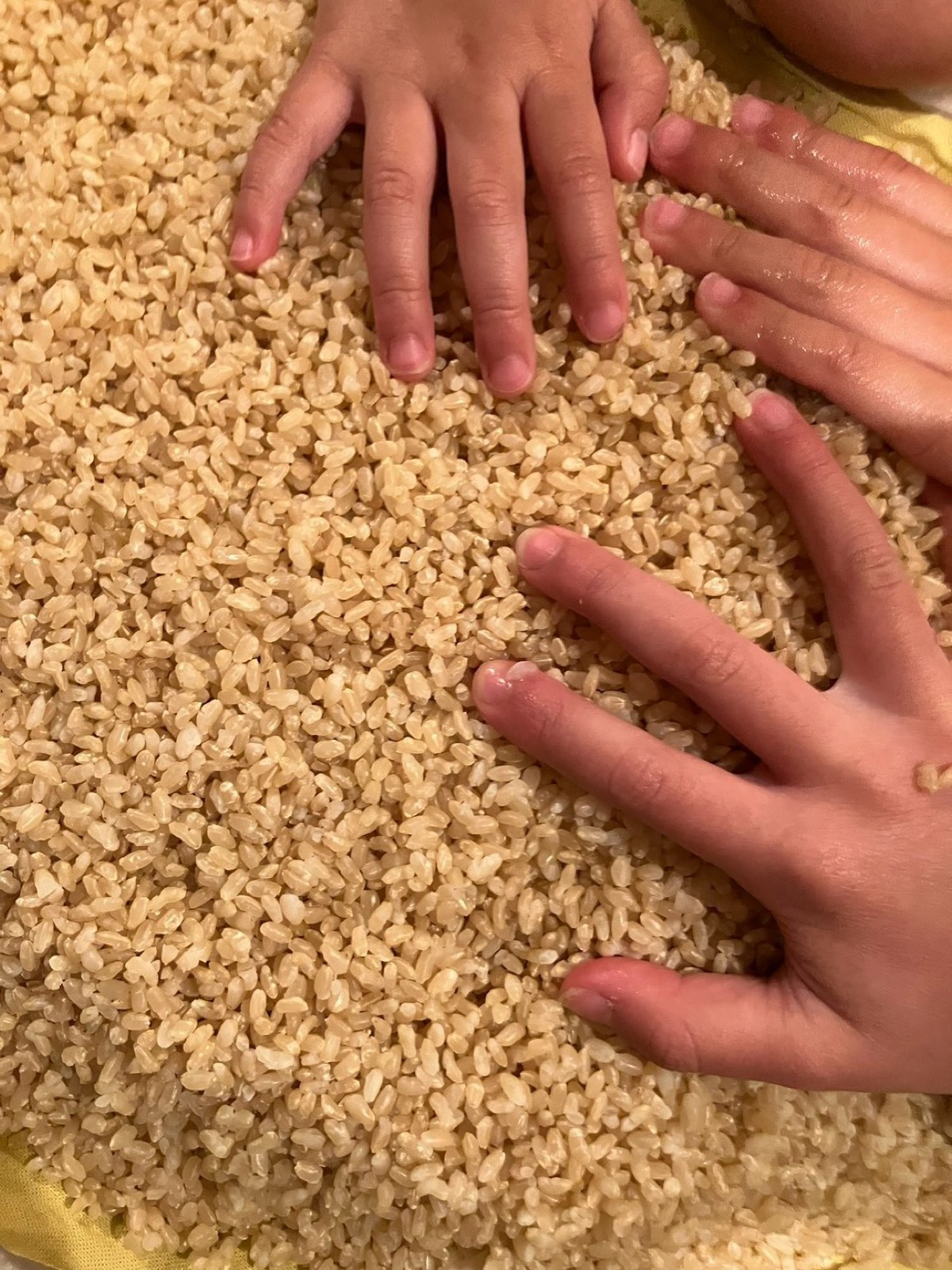 子どもの手が、麹づくりの米に触れる